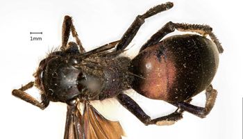 Media type: image;   Entomology 497 Aspect: habitus dorsal view